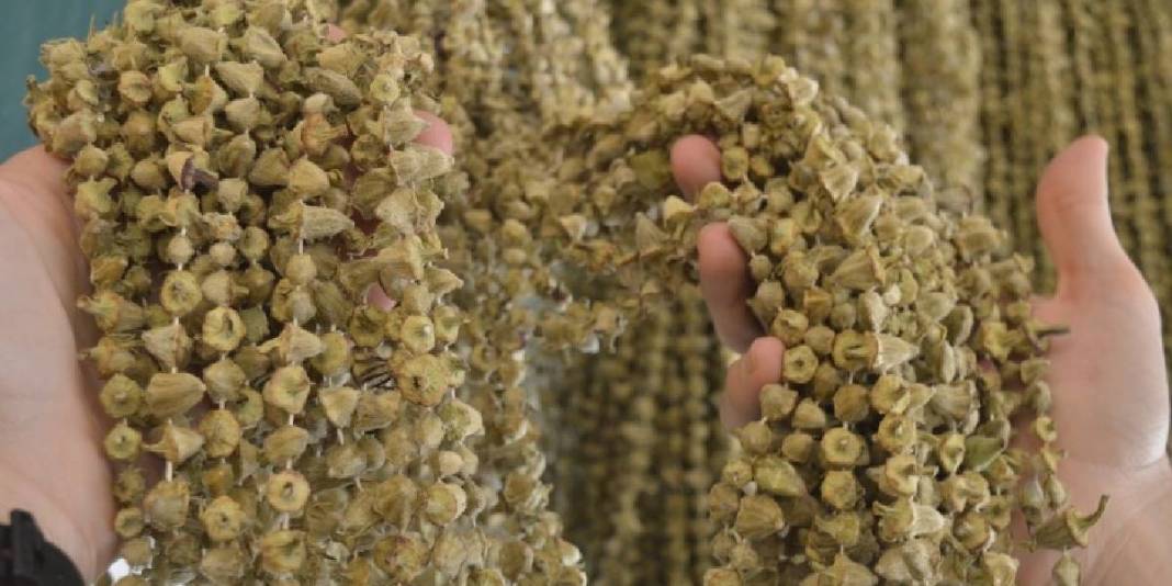 Seveni az ama faydası çok: Kilosu 3.500 TL’ye ulaştı! 1